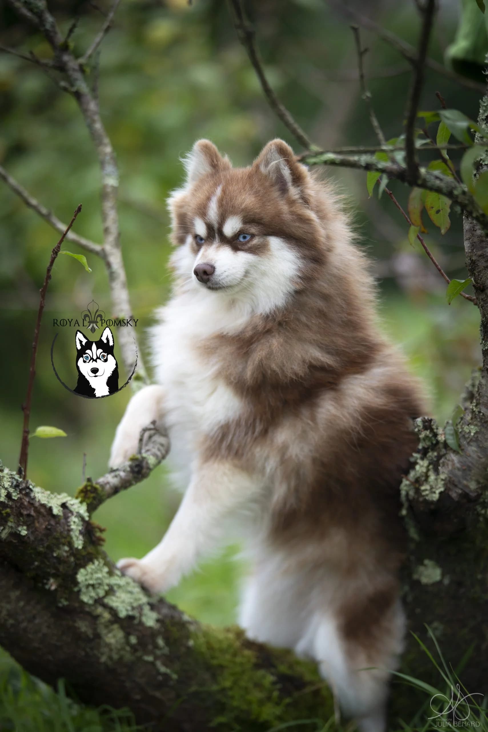 Portrait d'Akasha, femelle Pomsky toy F4 de l'élevage Royal POMSKY