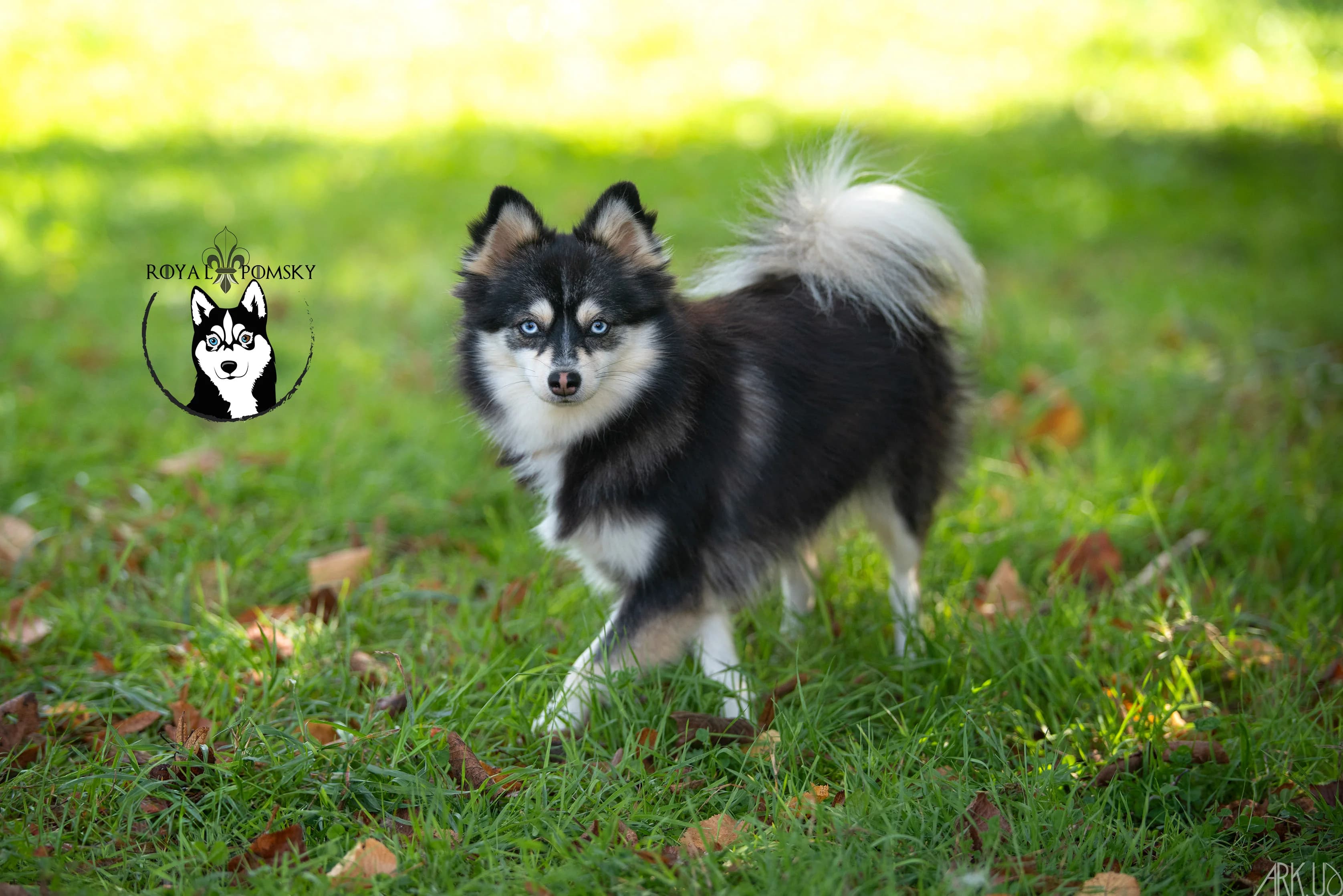 Portrait rapproché d'un Pomsky au regard expressif, pour illustrer la variété des yeux chez la race