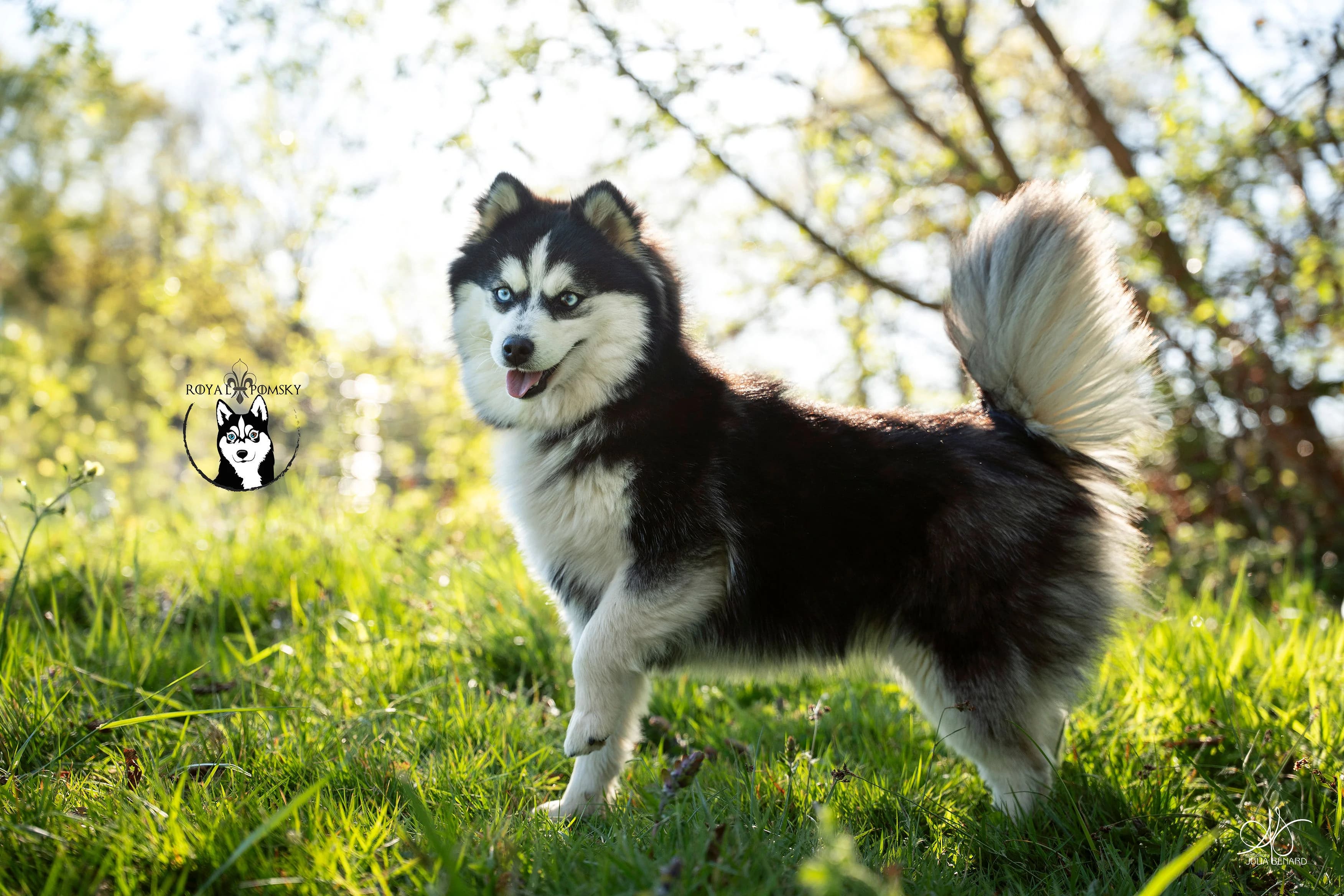Pomsky attentif dans l'herbe, illustrant la proximité et la communication avec l'humain