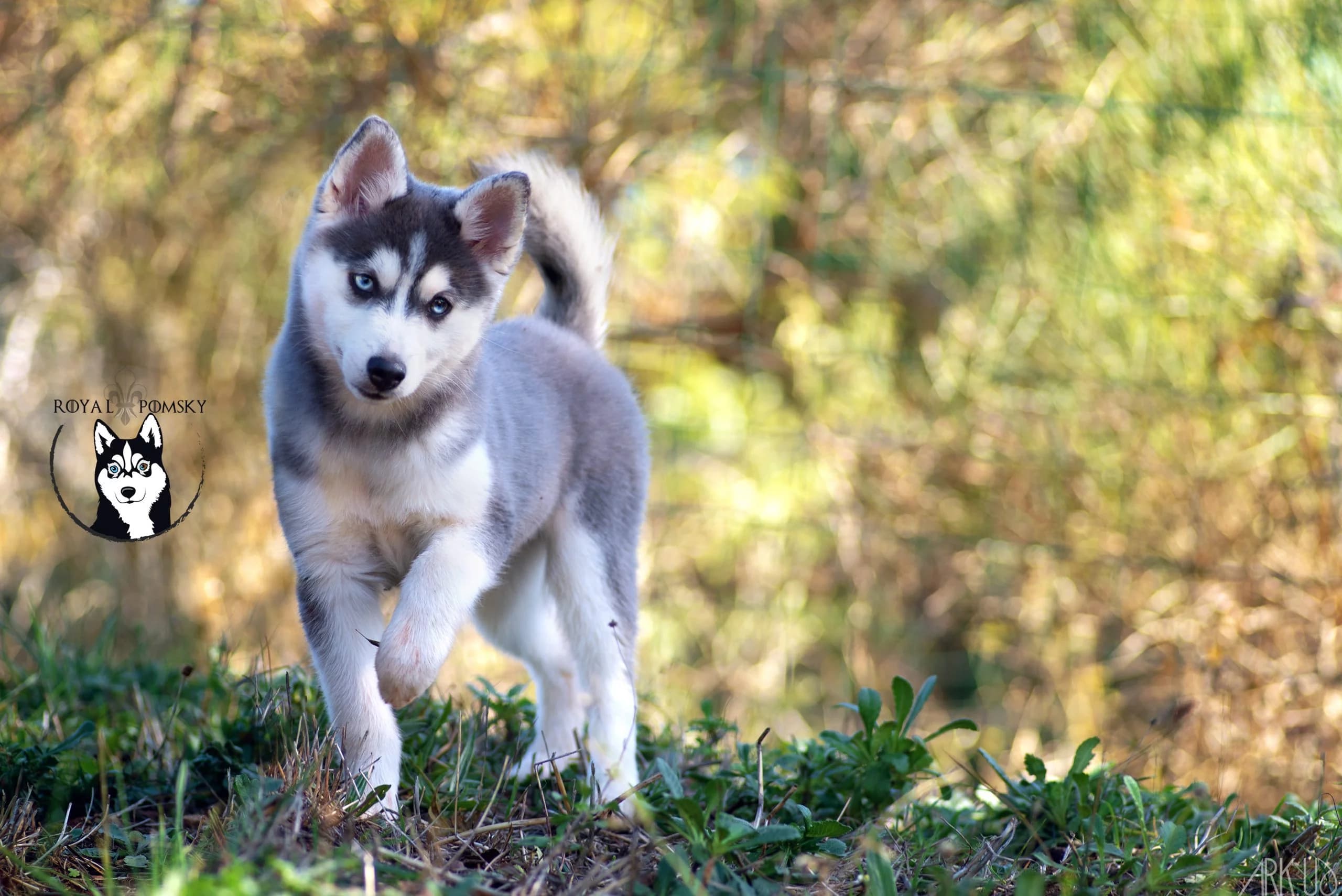 Pomsky de l'élevage Royal POMSKY debout dans l'herbe, utilisé pour illustrer les différents formats