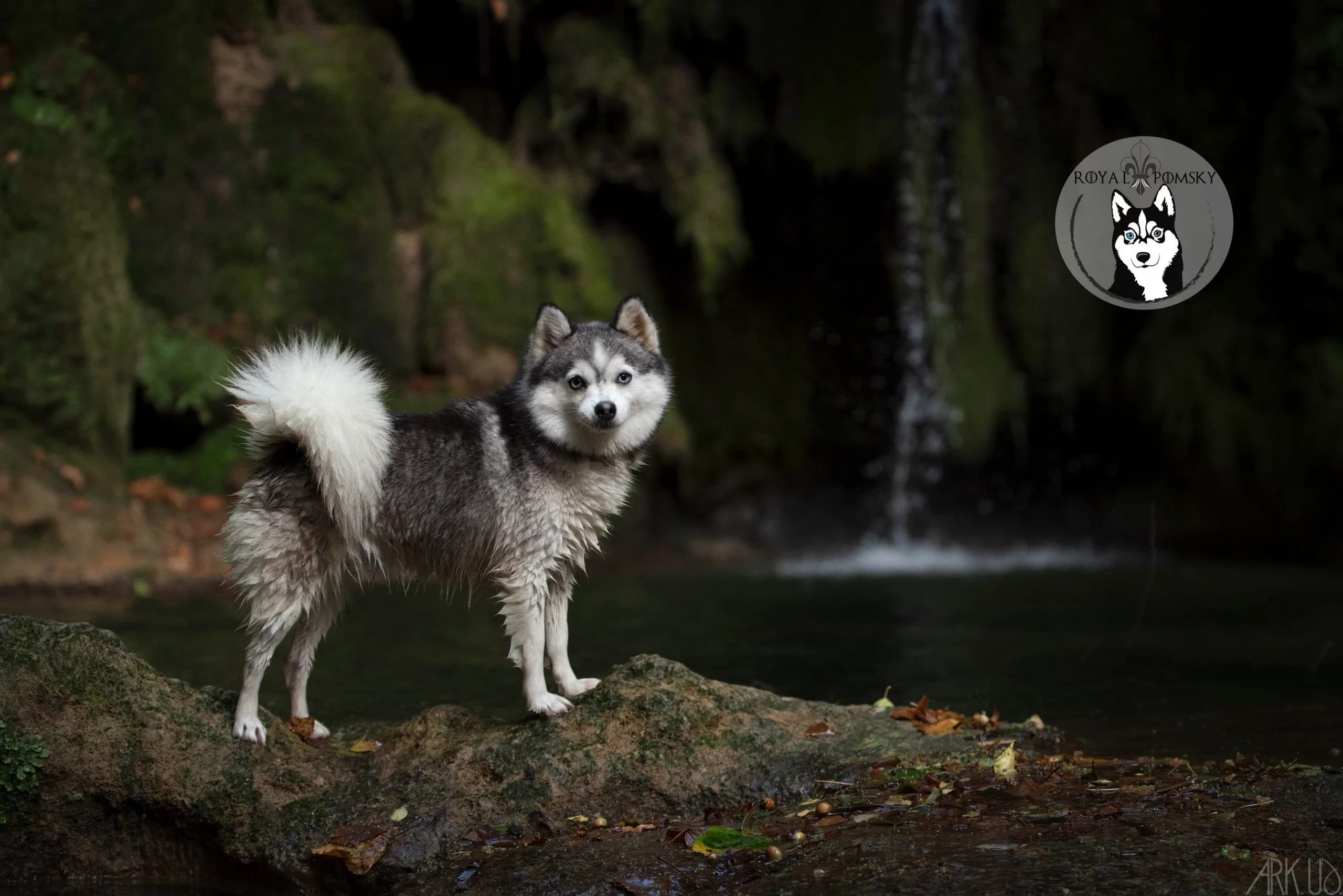 Pomsky au pelage marqué et à l'expression vive, utilisé pour illustrer les traits physiques de la race