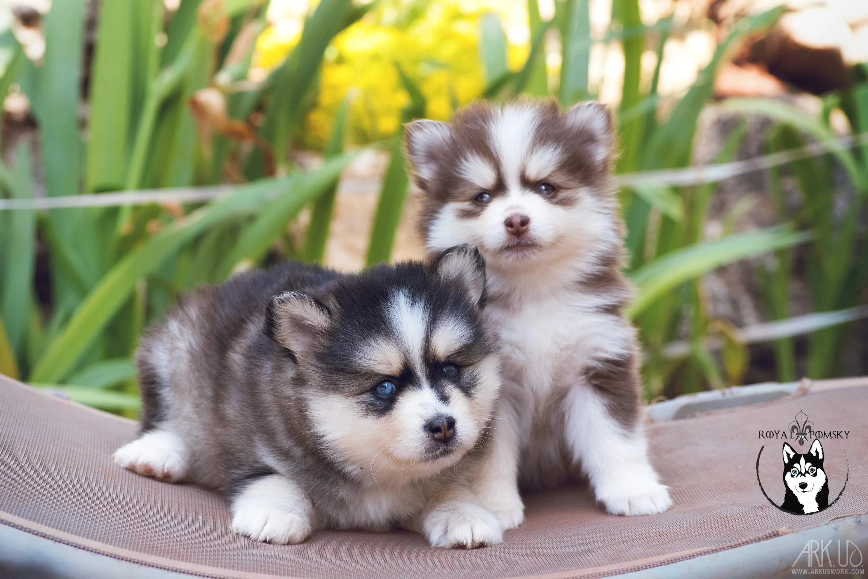 Deux chiots Pomsky de l'élevage Royal POMSKY illustrant la texture et la densité du pelage