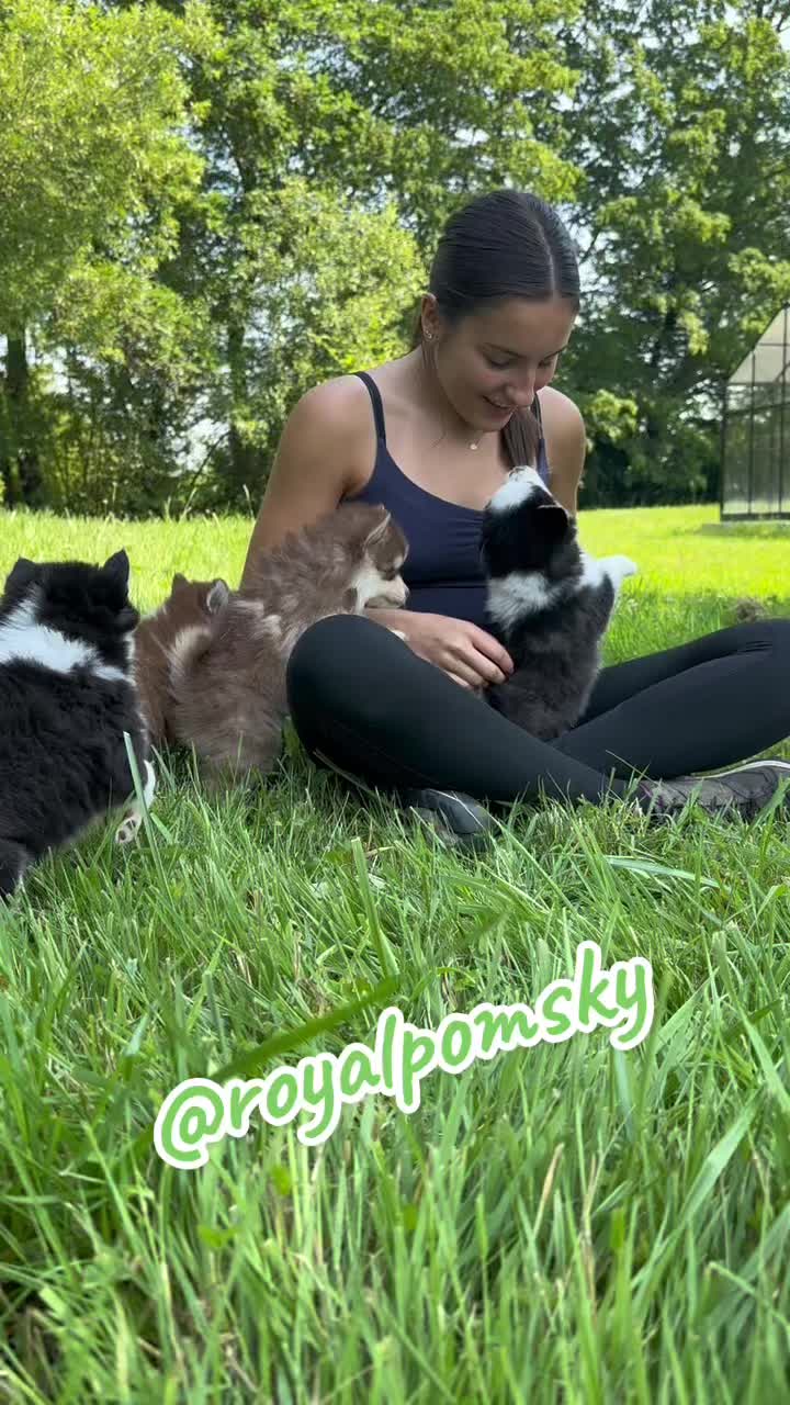 Personne assise dans l'herbe avec plusieurs chiots Royal POMSKY au contact de l'humain