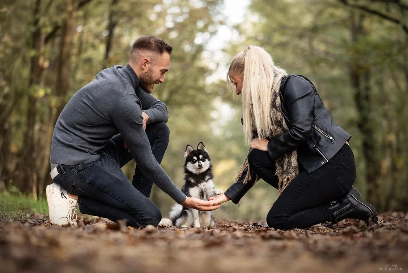 Pomsky Royal POMSKY auprès de sa famille dans un moment de complicité
