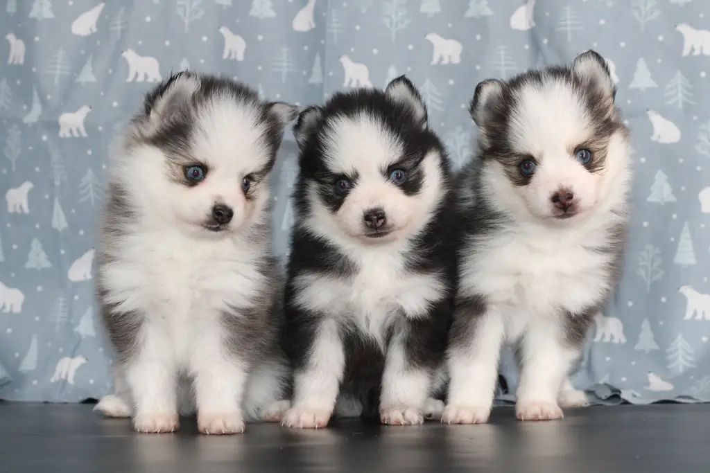 Trois chiots Pomsky Toy aux yeux bleus de l'élevage Royal POMSKY