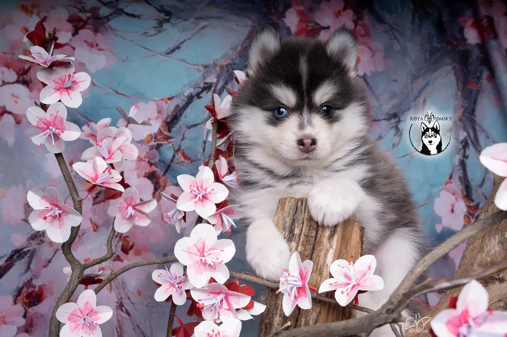 Chiot Pomsky de l'élevage Royal POMSKY parmi des fleurs roses, utilisé pour illustrer les différents formats