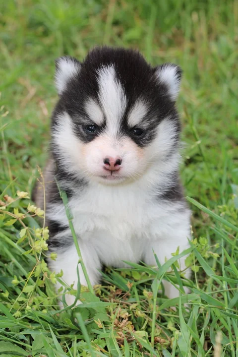 BELLATRIX, chiot Pomsky Royal POMSKY - photo 1