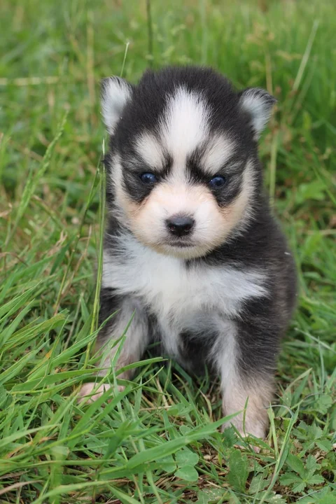 LOKI, chiot Pomsky Royal POMSKY - photo 1