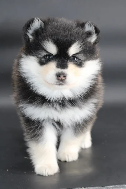 STAR, chiot Pomsky Royal POMSKY - photo 1